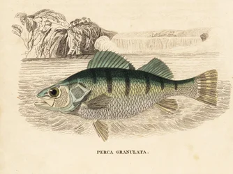 Perche jaune, Perca flavescens. Gravure à l