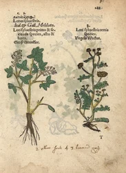 Mélilot jaune, Melilotus officinalis. Gravure sur bois coloriée à la main d