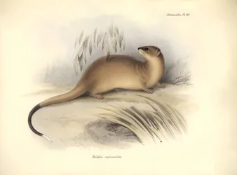 Zoologie : Le « Didelphis crassicaudata » de la famille des opossums décrit par Charles Darwin lors de son voyage d