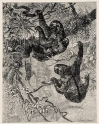 Zoologie : paresseux (Ai - Bradypus tridactylus) décrit et illustré par Carlo Vogt et Federico Specht dans « Histoire Naturelle Illustrée : Mammifères » 1884