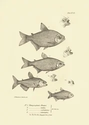 Zoologie : représentation du poisson "Tetragonopterus Abramis, rutilus, scabripinnis, interruptus" décrit par Charles Darwin lors de son voyage à bord du Beagle. Planche de "The zoology of the voyage of H.M.S. Beagle under the command of Captain Fitzroy"