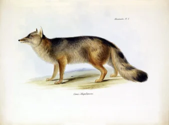 Représentation du Canis fulvipes, renard d