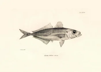 Zoologie: représentation du poisson Caranx declivis décrit par Charles Darwin lors de son voyage à bord du Beagle. Planche de The zoology of the voyage of H.M.S. Beagle sous le commandement du capitaine Fitzroy pendant les années 1832-1836