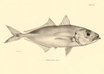 Représentation du poisson Caranx torvus décrit par Charles Darwin lors de son voyage à bord du Beagle. Planche de The zoology of the voyage of H.M.S. Beagle sous le commandement du capitaine Fitzroy pendant les années 1832-1836
