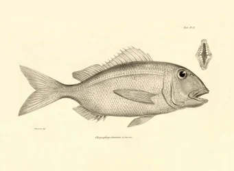 Zoologie: représentation du poisson Chrysophrys taurina décrit par Charles Darwin lors de son voyage à bord du Beagle. Planche de The zoology of the voyage of H.M.S. Beagle sous le commandement du capitaine Fitzroy pendant les années 1832-1836