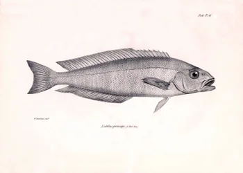 Zoologie: représentation du poisson Latilus princeps décrit par Charles Darwin lors de son voyage à bord du Beagle. Planche de The zoology of the voyage of H.M.S. Beagle sous le commandement du capitaine Fitzroy pendant les années 1832-1836
