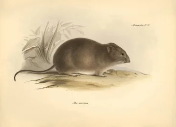 Zoologie : la « Mus micropus » ou grande souris à oreilles décrite par Charles Darwin lors de son voyage d