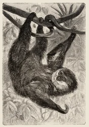 Zoologie : unau ou paresseux décrit et illustré par Carlo Vogt et Federico Specht dans « Histoire Naturelle Illustrée : Mammifères » 1884