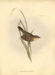 Ornithologie : Ammodramus xanthornus