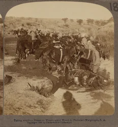 Abreuvement des chevaux d