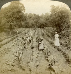 Enfants travaillant dans un potager, foyer de l