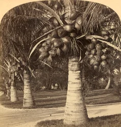 Cocotiers sur les sables blancs de Floride, USA, vers 1900