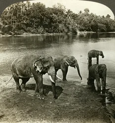 Éléphants, Sri Lanka Ceylan