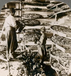 Nourrir les vers à soie avec leur petit-déjeuner de feuilles de mûrier, montagnes du Liban, Syrie, années 1900