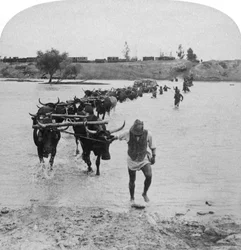 Traversée de la rivière Modder, Guerre des Boers, Afrique du Sud, 15 février 1901