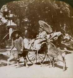 Fille nourrissant des cerfs sacrés en route pour les prières, terrain du temple Kasuga, Nara, Japon, 1904