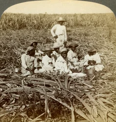 Sur la plantation de sucre La Union, San Luis, province de Santiago, Cuba, 1899