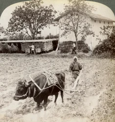 Labourer un sol inondé pour la plantation de riz, au nord de la route principale à Uji, près de Kyoto, Japon, 1904