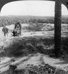 Battage en Égypte, 1905