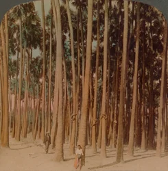 Palmiers Toddy de 30 mètres de haut, Pagan, Birmanie, 1907