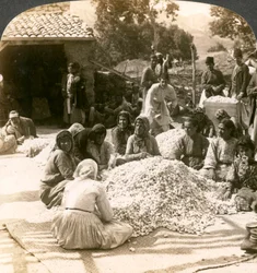 Femmes triant de grandes piles de cocons de soie, Antioche, Syrie, années 1900