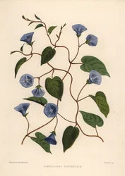 Liane en grappe, Jacquemontia pentanthos