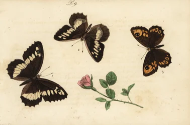 Silène, Brintesia circe 1, hermite, Chazara briseis 2, et grand némusien, Lasiommata maera 3