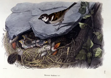 Une planche représentant un oiseau commun (ou moineau) près de son nid