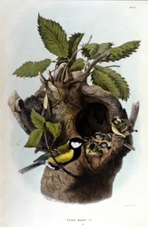 Planche représentant un oiseau commun (ou moineau) près de son nid
