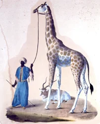 Une girafe et son dresseur au cirque. Lithographie