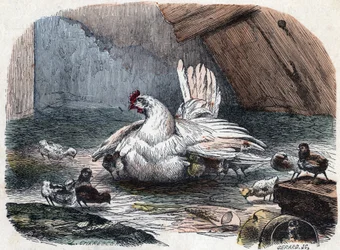Une poule protège ses poussins du froid en étendant ses ailes