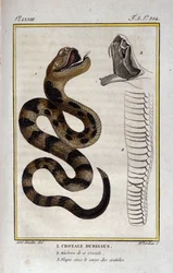 Un serpent à sonnette. Planche tirée d