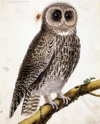 Un hibou. Gravure du XIXe siècle.
