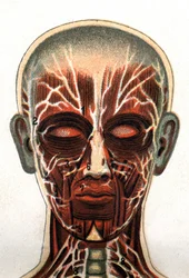 Anatomie : coupe transversale du crâne humain, section vue de face représentant le système musculaire. Dans "La nouvelle médication naturelle" de F.E. Bilz. 1898