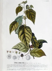 Arbroma, plante à thé - planche botanique