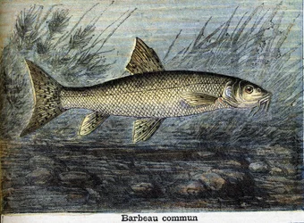 Barbeau commun. Gravure de 1897
