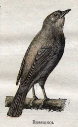Oiseaux utiles à l