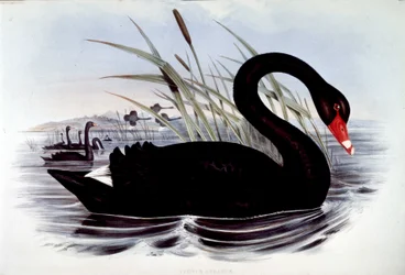 Cygne noir (Cygnus atratus) - tiré des Oiseaux d