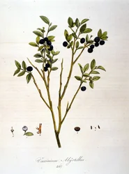 Myrtilles : planche botanique du 19ème siècle