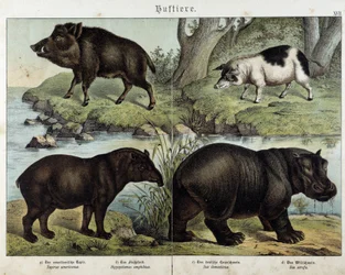Sanglier, cochon, tapir et hippopotame - dans "Histoires naturelles des mammifères", éd. Schreiber