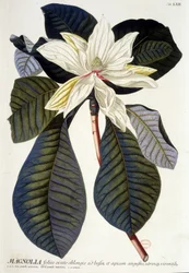 Planche botanique : Magnolia, fleur et branche