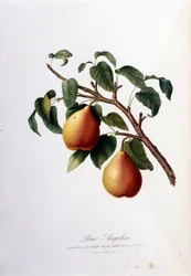 Planche botanique représentant la poire angélique. 1820 - 1822.