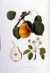Planche botanique représentant la pera campana. 1820 - 1822