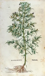 Planche botanique : romarin (rosmarinus). Herbier de Léonard Fuchs, "Historia Stirpium", Bâle