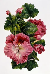 Bouquet de fleurs. Chromolithographie du 19ème siècle