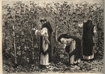 Les moines de Bourgogne cultivant la vigne - par Louis Figuier - fin du 19ème siècle