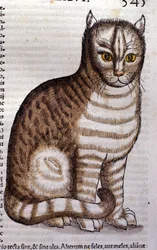 Chat d