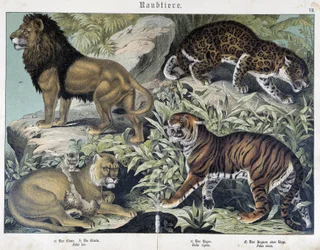 Chats: lion, lionne, tigre - dans "Histoires naturelles des mammifères", éd. Schreiber