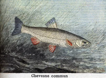 Chevense commun gravure de 1898