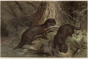 Loutre chilienne - La loutre de rivière du sud, Lontra provocax - gravure de "La vie des animaux" d